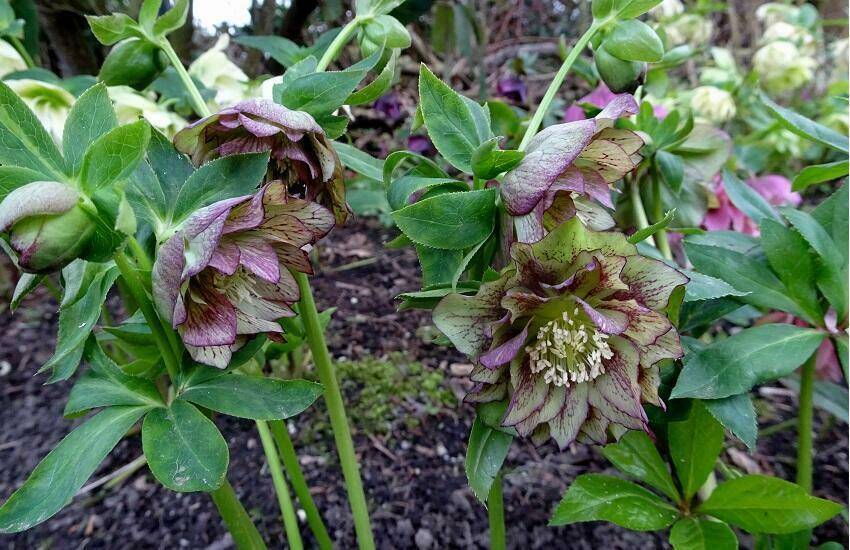 Helleborus Double Ellen De Stekkentuin