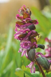 Corydalis bulbosa