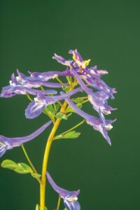 Corydalis omeiana