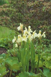 Roscoea cautleioides