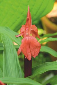 Roscoea purpurea Red Ghurka