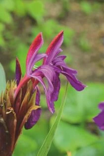 Roscoea purpurea Royal Purple