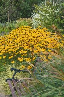Rudbeckia fulgida 'Goldsturm'
