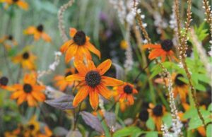 Rudbeckia triloba 'Prairie Glow'