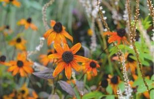 Rudbeckia triloba 'Prairie Glow'