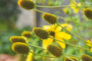 Rudbeckia nitida 'Herbstsonne'