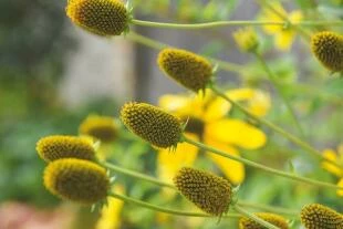 Rudbeckia nitida 'Herbstsonne'
