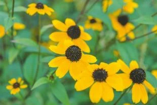 Rudbeckia triloba