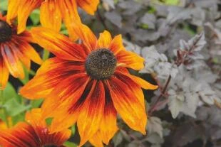 Rudbeckia 'Cappucino'