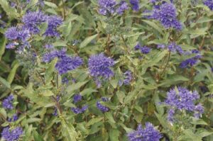 Caryopteris  x clandonensis 'First Choise'