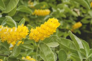 Argyrocytisus battandieri