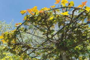 Liquidambar acalycina