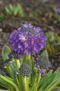 Primula denticulata
