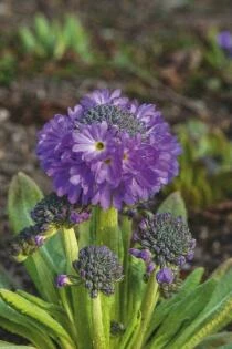 Primula denticulata