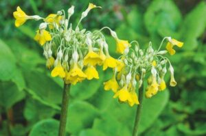 Primula florindae