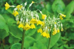 Primula florindae