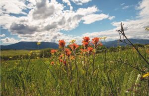 Castilleja hispida