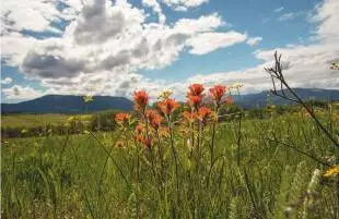 Castilleja hispida