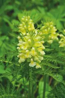 Pedicularis foliosa
