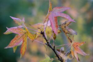 Tuincentrum Huiting