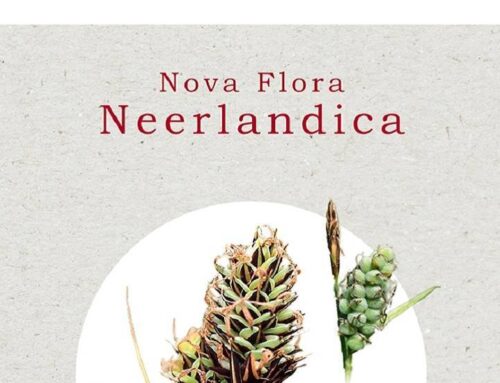 Nova Flora Neerlandica Zegge | Carex