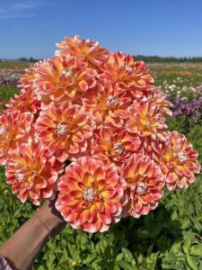 dahlia Hapet Harmony - Fam Flower Farm