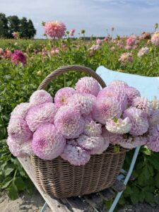 dahlia Snoho Sonia - Fam Flower Farm