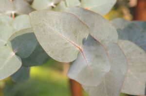 Eucalyptus cinerea Kwekerij Koala - De Tuin in vier seizoenen 41