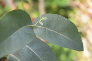 Eucalyptus neglecta - Kwekerij Koala - De Tuin in vier seizoenen 41