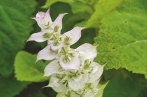 Salvia sclarea var. turkestanica
