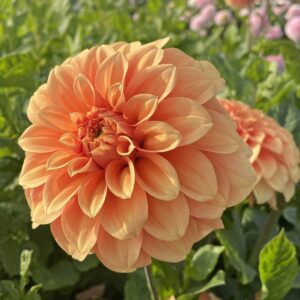Dahlia Garden Jubilee - De Tuin in vier seizoenen