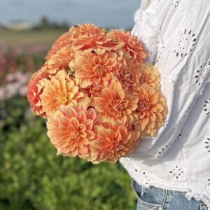 Dahlia Garden Jubilee - De Tuin in vier seizoenen