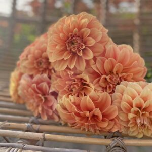 Dahlia Garden Jubilee - De Tuin in vier seizoenen