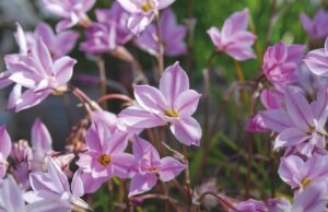 Ipheion 'Charlotte Bishop' - De Tuin in vier seizoenen lente 2023
