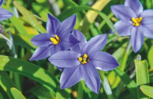 Ipheion uniflorum 'Jessie' - De Tuin in vier seizoenen lente 2023