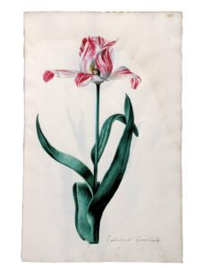 MDZT - Tulpenkoorts - Admiral Coornhardt