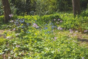 Schaduwtuin Engelandsweg Wezep - De Tuin in vier seizoenen lente 2023