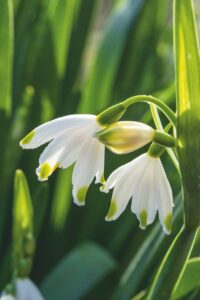 Leucojum aestivum - Zomerklokje - De Tuin in vier seizoenen