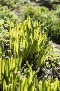 Asplenium scolopendrium - tongvaren - Magazine De Tuin in vier seizoenen 