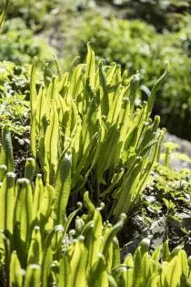 Asplenium scolopendrium - tongvaren - Magazine De Tuin in vier seizoenen 