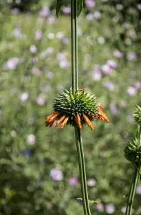 Leonotis nepetifolia - De Tuin in vier seizoenen