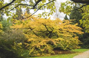 Parrotia persica - Perzisch Ijzerhout - De Tuin in vier seizoenen herfstnummer 2023