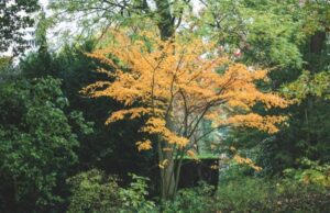 Acer davidii - Aceretum - Plantentuin Esveld - De Tuin in vier seizoenen