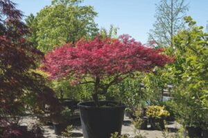 Acer palmatum 'Garnet' - De Tuin in vier seizoenen