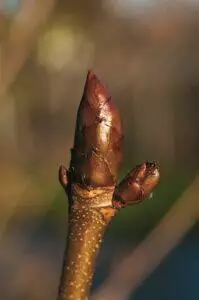 Aesculus hippocastanum _ De Tuin in vier seizoenen 45 - Winter 2023