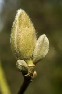 Magnolia 'Pickard's Firefly' - De Tuin in vier seizoenen 45 - winter 2023