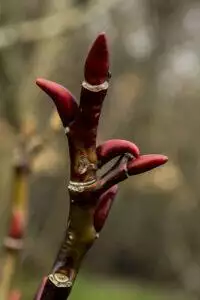 Salix fargesii - De Tuin in vier seizoenen 45 - winter 2023