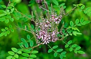 Indigofera potaninii - De Tuin in vier seizoenen 45 winter 2023