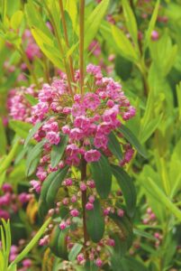 Kalmia angustifolia - De Tuin in vier seizoenen 42 - Lente 2023