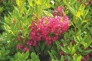 Kalmia angustifolia 'Rubra' - De Tuin in vier seizoenen 42 - Lente 2023